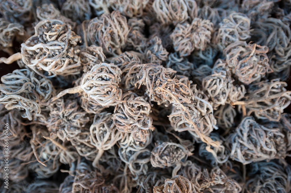 Pile of dried flower of maryam, also called the hand of Fatima, a shrub used for its medicinal properties in childbirth, at a market in Aswan, Egypt Pile of dried flower of maryam, also called the hand of Fatima, a shrub used for its medicinal properties in childbirth, at a market in Aswan, Egypt