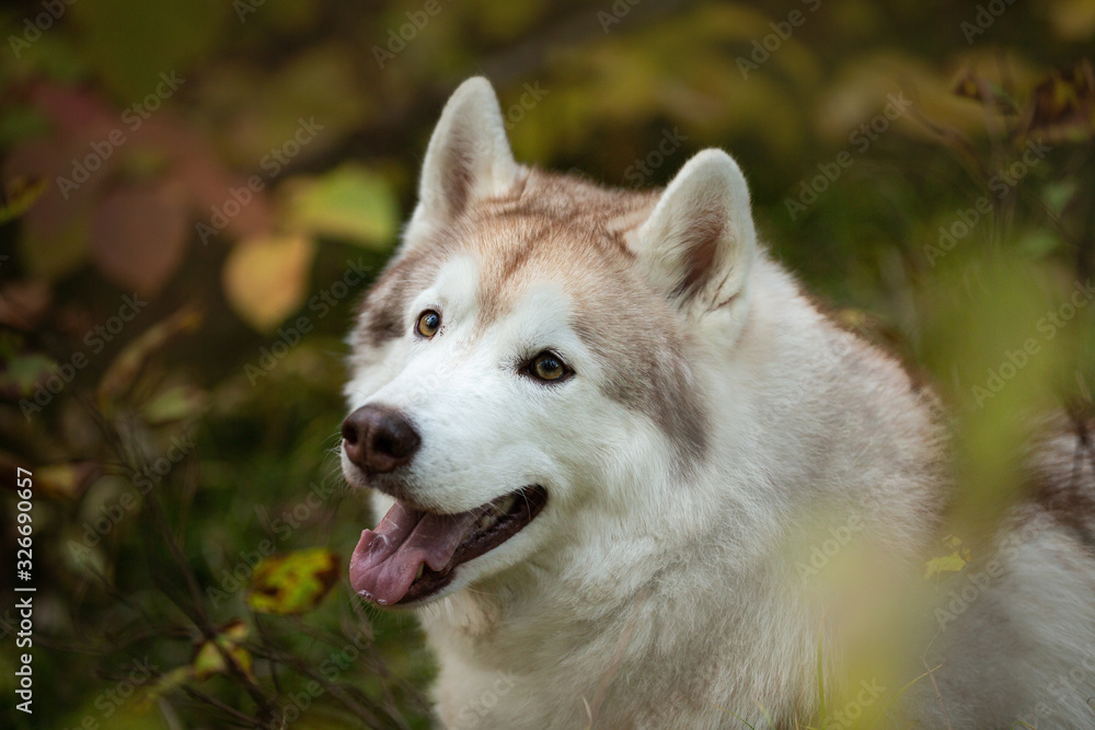 Profile Portrait of happy Beige Siberian Husky in fall season on a forest background.