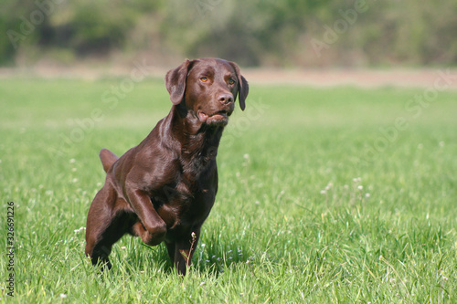 Obraz na plátně chocolate labrador retriever steht vor auf einer wiese
