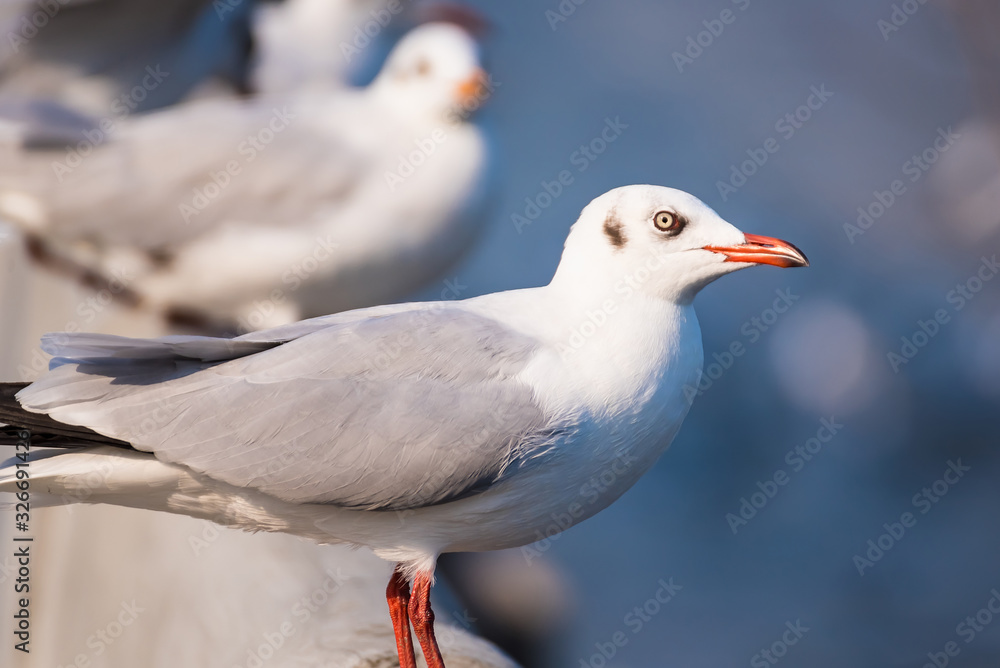 Seagull , Seagull birds Flying, Close up view of white birds in sunset over the sea Seagull , Seagull birds Flying, Close up view of white birds in sunset over the sea