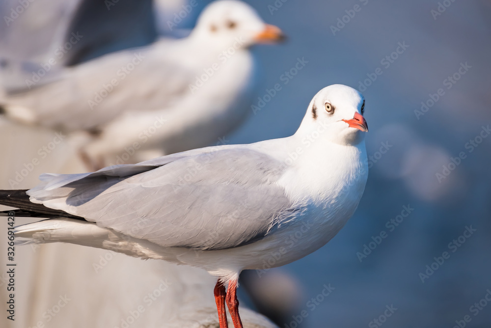 Seagull , Seagull birds Flying, Close up view of white birds in sunset over the sea Seagull , Seagull birds Flying, Close up view of white birds in sunset over the sea