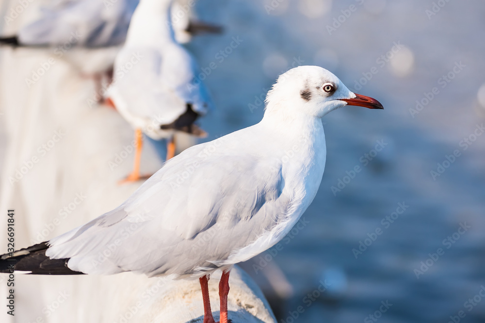Seagull , Seagull birds Flying, Close up view of white birds in sunset over the sea Seagull , Seagull birds Flying, Close up view of white birds in sunset over the sea