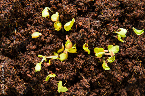 Top view. Close up  macro. Spring  garden bed. Microgreen  green radish sprouts.