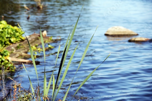 Beautiful green grass on the lake © Lightbreath