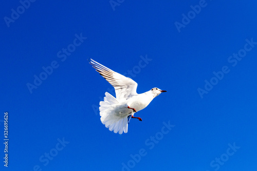 seagull flying in the blue sky 