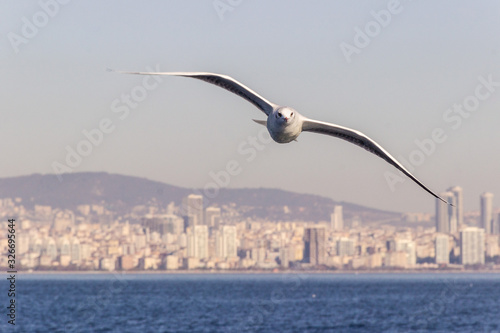 seagull flying in the blue sky 
