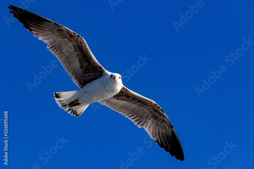 seagull flying in the blue sky 