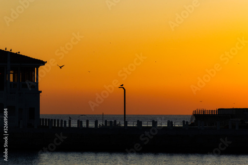 seagull flying in the blue sky 