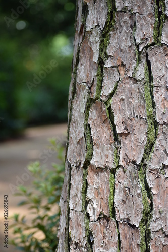 mossy tree bark