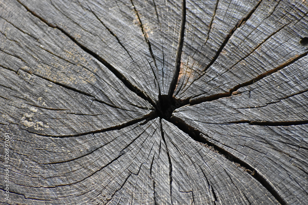 Fototapeta premium center of tree trunk 