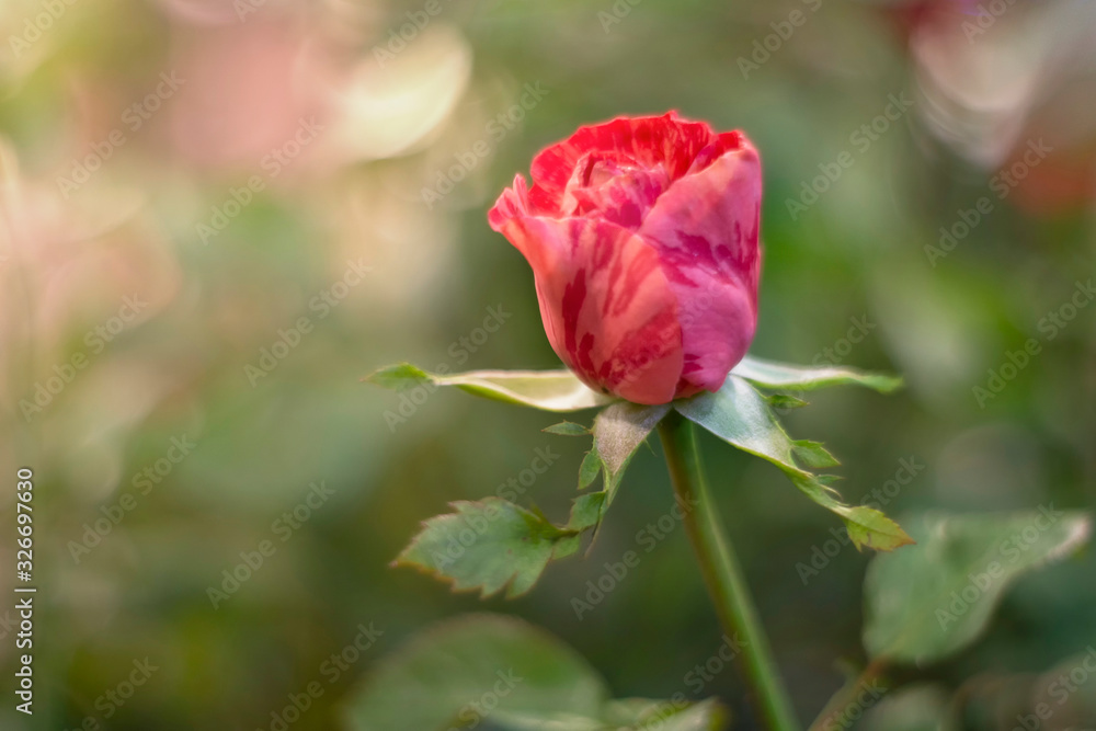 Red rose over green background