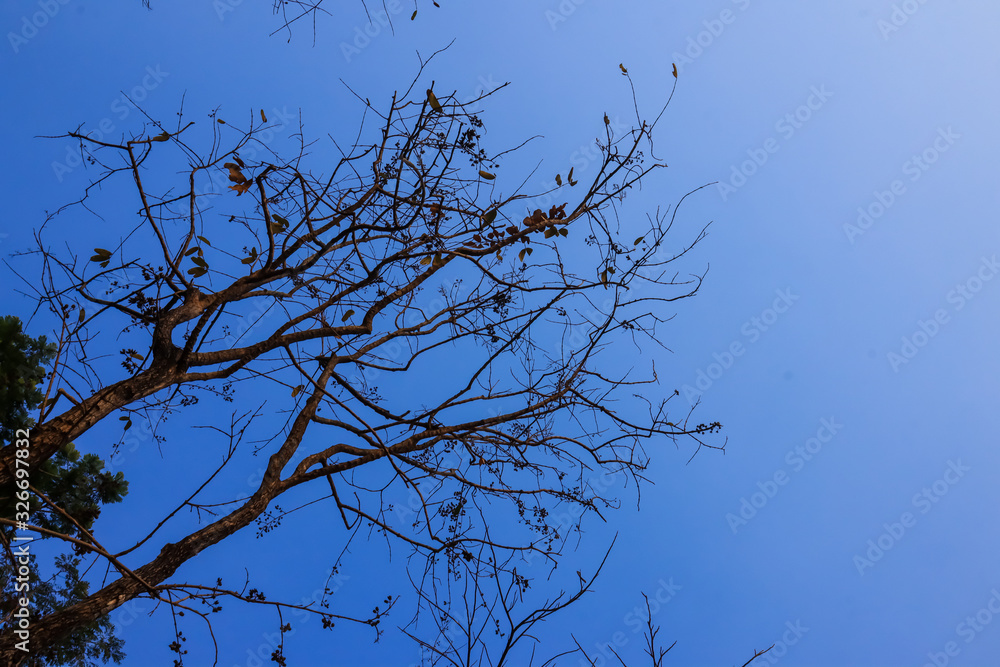 Beautiful tree on blue sky background. Beautiful tree on blue sky background.