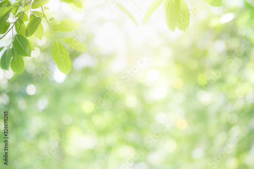 Beautiful nature view of green leaf on blurred greenery background in garden and sunlight with copy space using as background natural green plants landscape, ecology, fresh wallpaper concept. photo