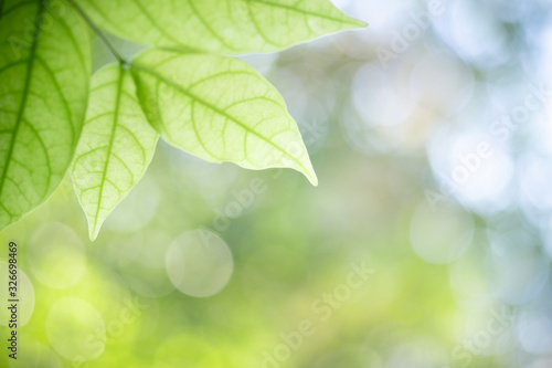 Beautiful nature view of green leaf on blurred greenery background in garden and sunlight with copy space using as background natural green plants landscape  ecology  fresh wallpaper concept.