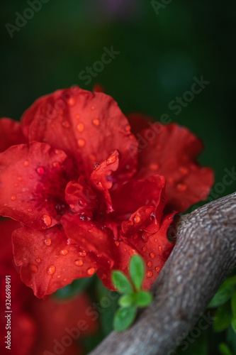 Dew on flowers after rain.