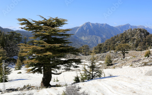 big cedar tree in mountain valley