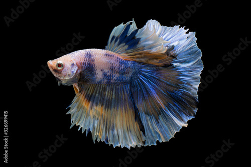 Moving moment beautiful of blue - yellow - white half moon Siamese fighting fish (Betta splendens) on black background. Other name is Betta, Plakat, Pla - Kad. Male fish have long tails and colorful. photo