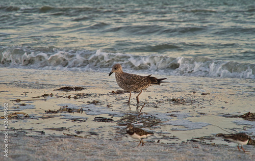 Eine Möwe Seagull Vogel beim Sonnenuntergang am Strand von Florida, Beine im Sand und Wellen im HintergrundEine Möwe Seagull Vogel beim Sonnenuntergang am Strand von Florida, Beine im Sand und Wellen 