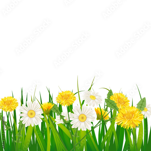 Spring template background with flowers dandelions and daisies, chamomiles, grass