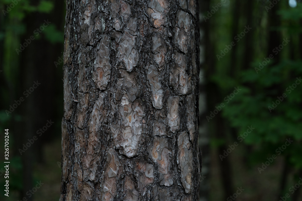 Pine trunk in a dark forest