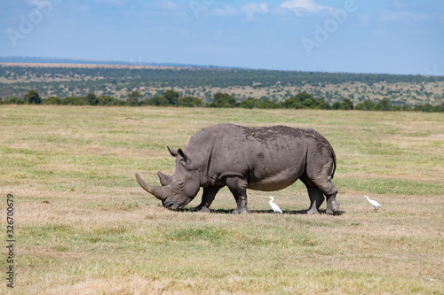 white rhinoceros grazing in the short grasses of the Ol Pejeta Conservancy Kenya