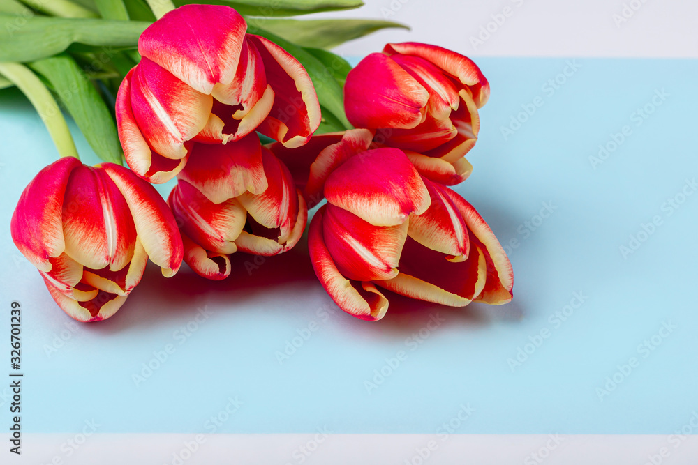 Bouquet of five fresh red tulips on blue background close up. Women's, Mother's, Valentine's day, birthday and other events background. Flat lay mockup for your lettering or copy space for text Bouquet of five fresh red tulips on blue background close up. Women's, Mother's, Valentine's day, birthday and other events background. Flat lay mockup for your lettering or copy space for text