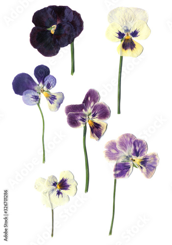 herbarium. Saintpaulia ionantha. dried violet flowers. isolated on white background.
