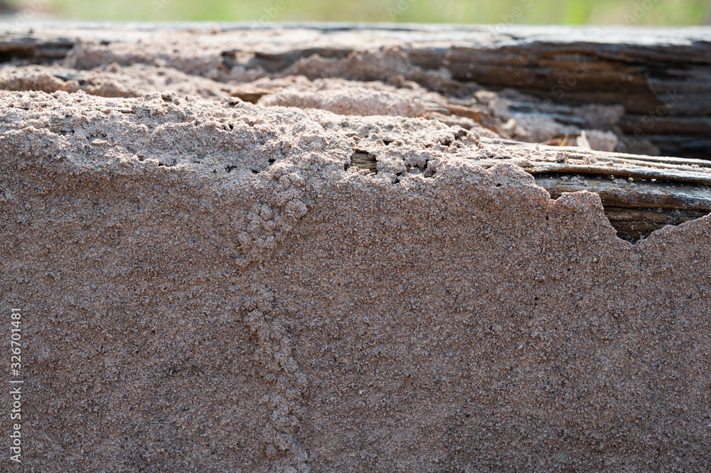 Newly built termite nest on old wood Newly built termite nest on old wood