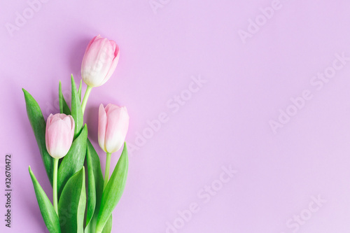 Fototapeta Naklejka Na Ścianę i Meble -  Tender pink tulips on pastel violet background. Greeting card for Women's day.