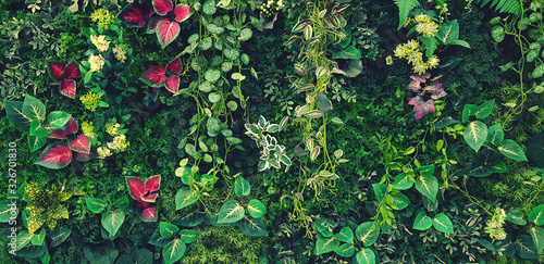 Foto Green creeper, vine or ivy and red leaves wall for background in blue vintage filter tone