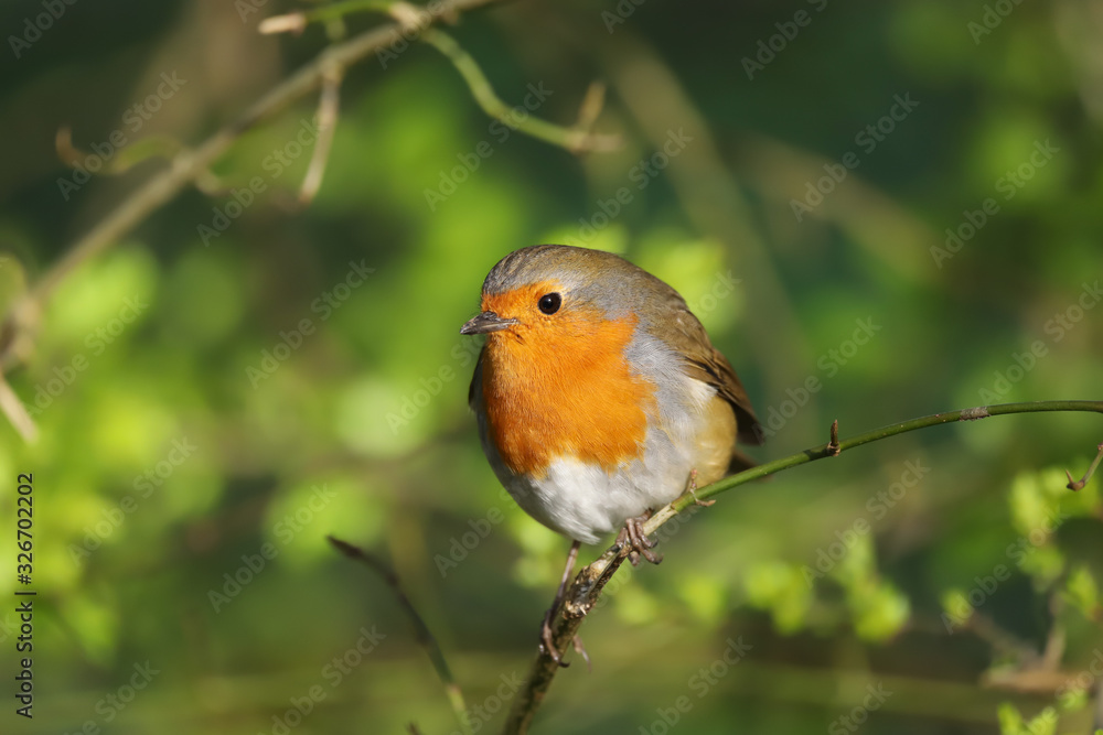Robin (erithacus rubecula) perched on a branch Robin (erithacus rubecula) perched on a branch