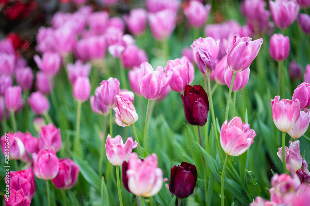 Colorful tulips in the flower garden.