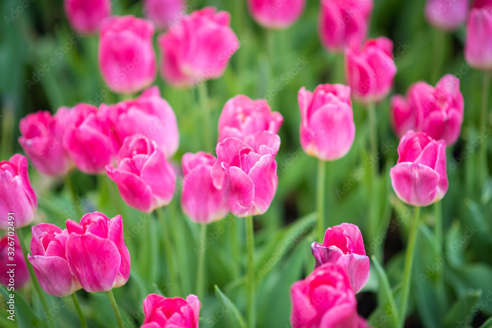 Colorful tulips in the flower garden.