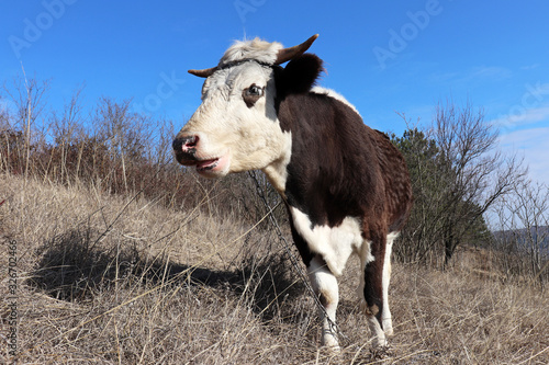Cow lowing on a pasture in the forest on blue sky background. Rural landscape, dairy farming