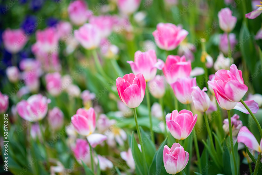 Colorful tulips in the flower garden.