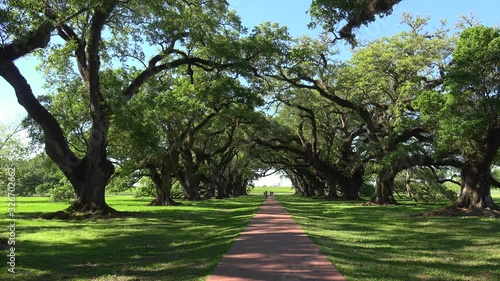 Canopied path of the Oak Alley Plantation. Vacherie, Louisiana, USA photo