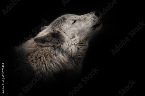 an ashen white polar wolf snout on a black background howls in the moonlight.  looking up, a gloomy  of sadness and longing. close-up