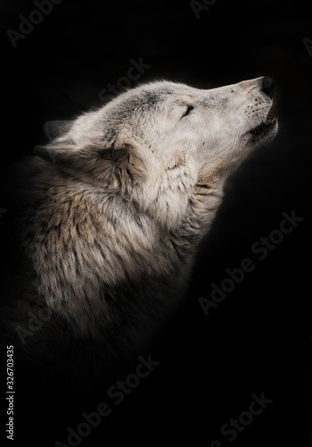 an ashen white polar wolf snout on a black background howls in the moonlight., a gloomy  of sadness and longing. close-up