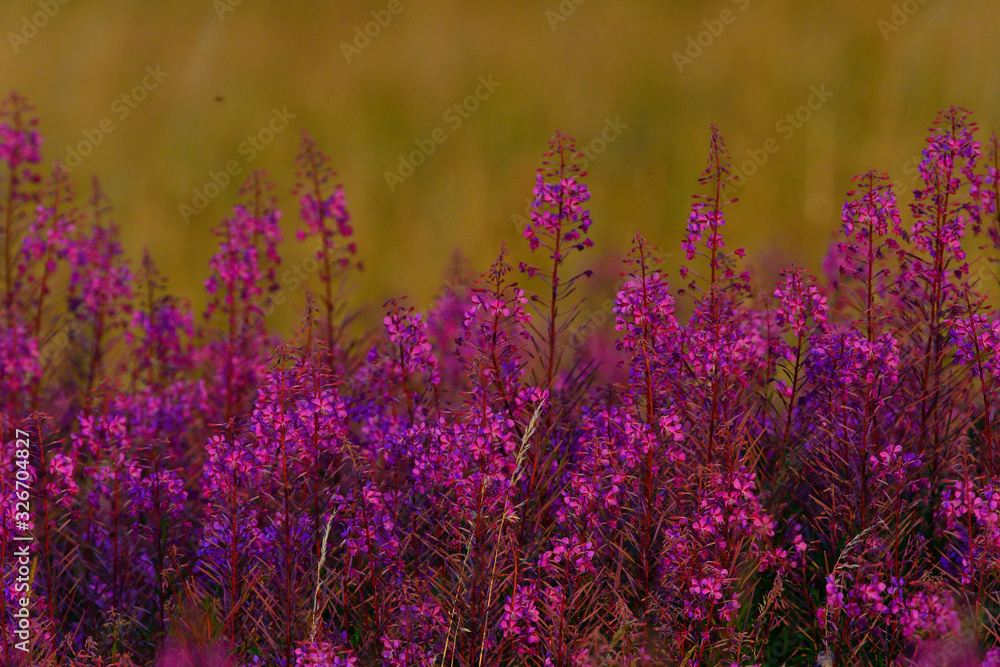 Fototapeta premium Schmalblättriges Weidenröschen (Epilobium angustifolium)