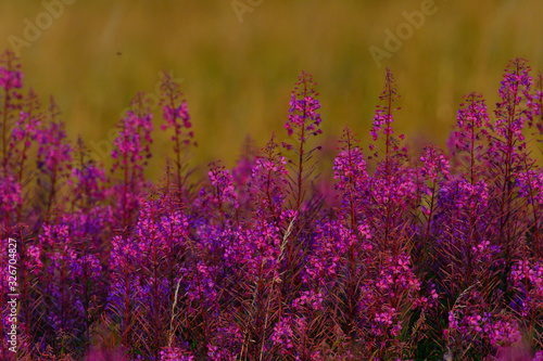 Schmalbl  ttriges Weidenr  schen  Epilobium angustifolium  