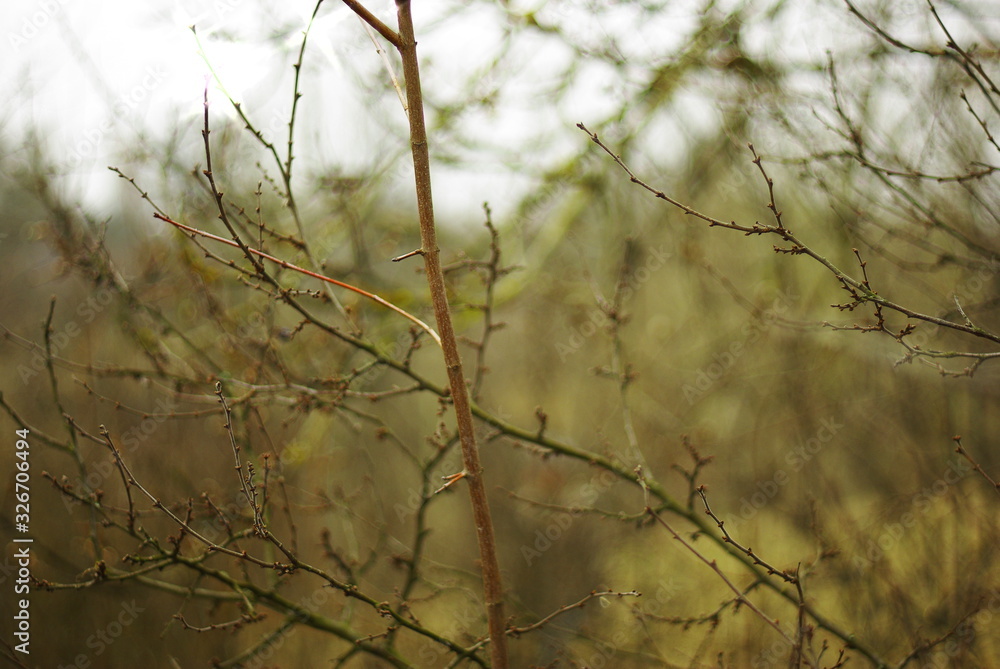 bare branches of bushes bare branches of bushes