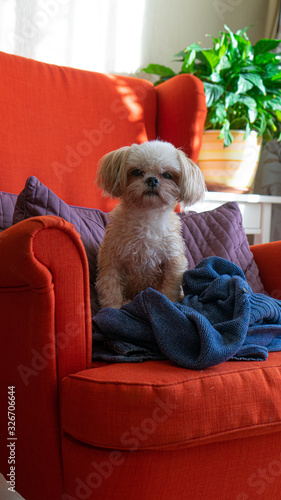 Dog shi-tsu breed sits on the red armchair and looks straight to the camera. Blue sweater under the dog. Sunlight on the wall