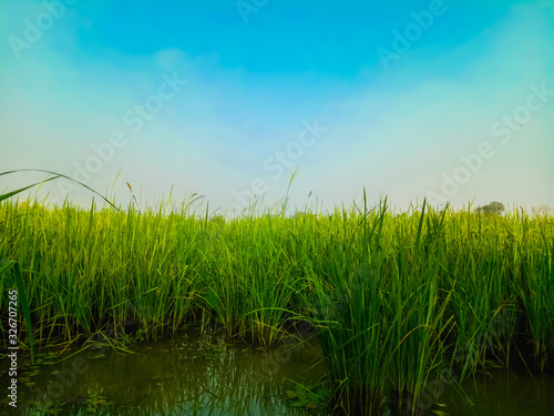 Rice grains in a green field. And the sky background is blue