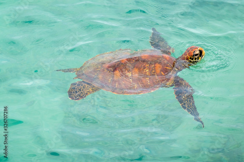 A marine turtle surfacing to breath on the waters of Puerto Baquerizo Moreno, San Cristobal Island, Galapagos Islands, Ecuador