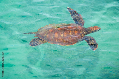 A marine turtle surfacing to breath on the waters of Puerto Baquerizo Moreno, San Cristobal Island, Galapagos Islands, Ecuador © Luis