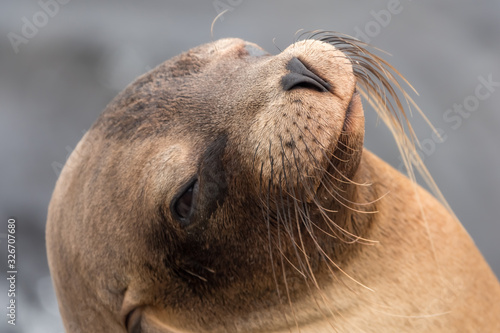 Closeup of a sea lion, Puerto Baquerizo Moreno, San Cristobal Island, Galapagos Islands, Ecuador photo