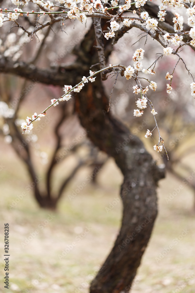 Naklejka premium 梅の花とその幹