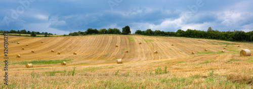 Field of grain.Farmer field of wheat against the blue sky.