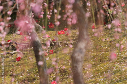 Weeping plum and the camellia which bloom in the Jonangu photo