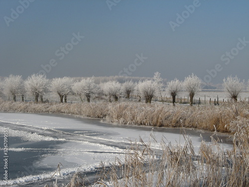 Wallpaper Mural beautiful white willows along a frozen creek at a cold day in winter in the netherlands Torontodigital.ca